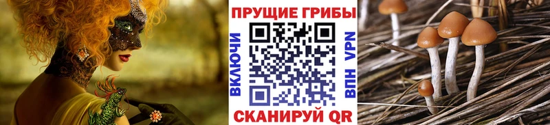 цены наркотик  Новошахтинск  Галлюциногенные грибы Psilocybine cubensis 